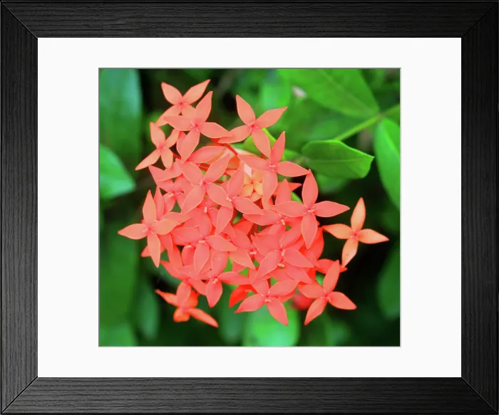Framed Print : Tropical flower, Viti Levu, Fiji, South Pacific
