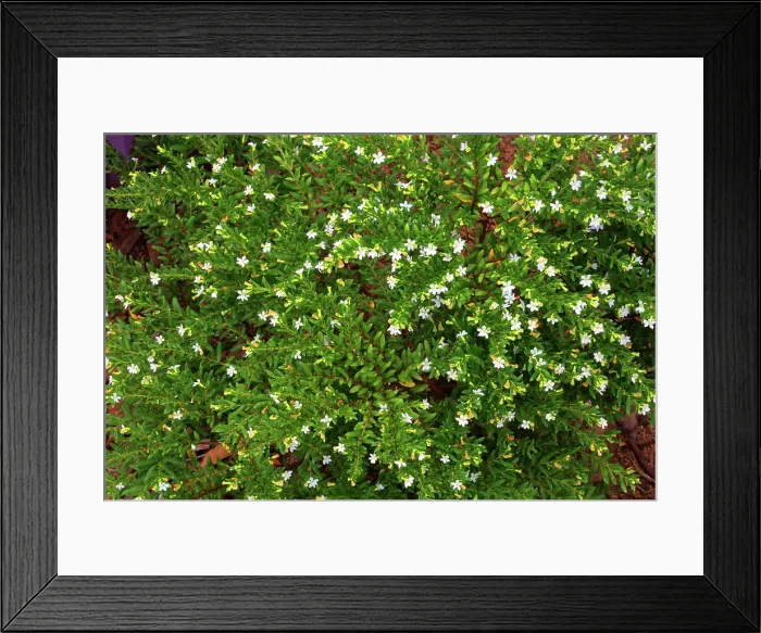Framed Print : Tropical flower, Viti Levu, Fiji, South Pacific