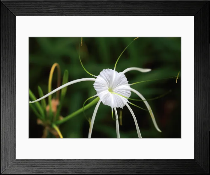 Framed Print : Tropical flower, Viti Levu, Fiji, South Pacific Framed Print : Tropical flower, Viti Levu, Fiji, South Pacific