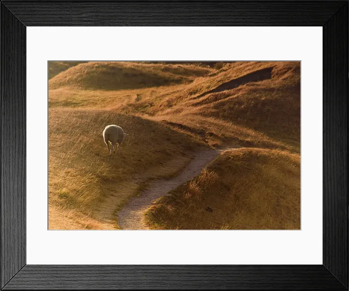 Framed Print : Lone Sheep Grazing on Curved Dirt Path Through Golden Hillscape at Sunrise, New Zealand Backcountry Framed Print : Lone Sheep Grazing on Curved Dirt Path Through Golden Hillscape at Sunrise, New Zealand Backcountry