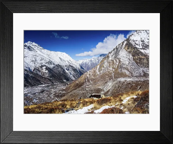 Framed Print : Yak grazing on sunlit ridge overlooking snow-covered Langtang Valley, Nepal Framed Print : Yak grazing on sunlit ridge overlooking snow-covered Langtang Valley, Nepal