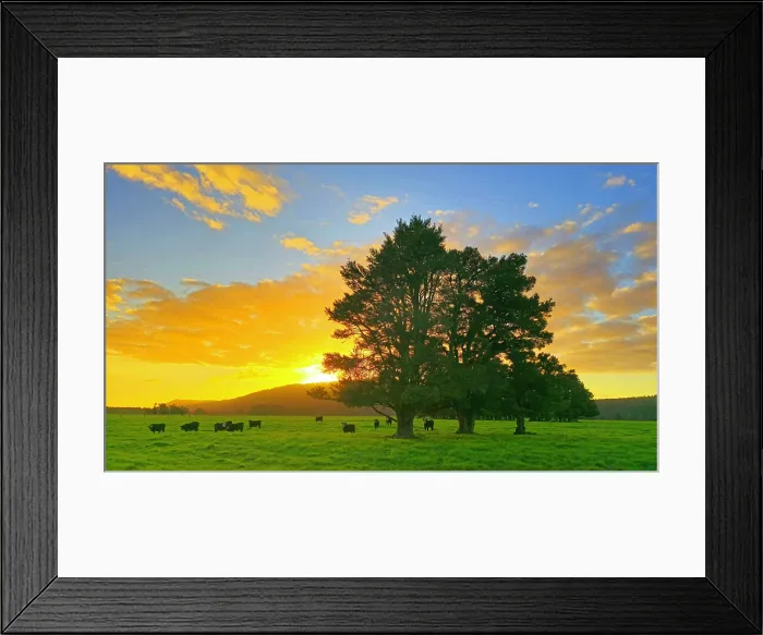 Framed Print : Landscape near Fox Glacier, South Island, New Zealand Framed Print : Landscape near Fox Glacier, South Island, New Zealand