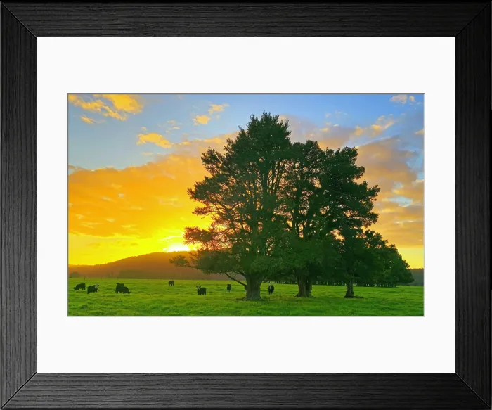 Framed Print : Landscape near Fox Glacier, South Island, New Zealand Framed Print : Landscape near Fox Glacier, South Island, New Zealand