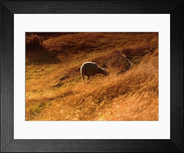 Framed Print : Single Sheep Grazing on Golden Hillside in Morning Light, New Zealand Framed Print : Single Sheep Grazing on Golden Hillside in Morning Light, New Zealand