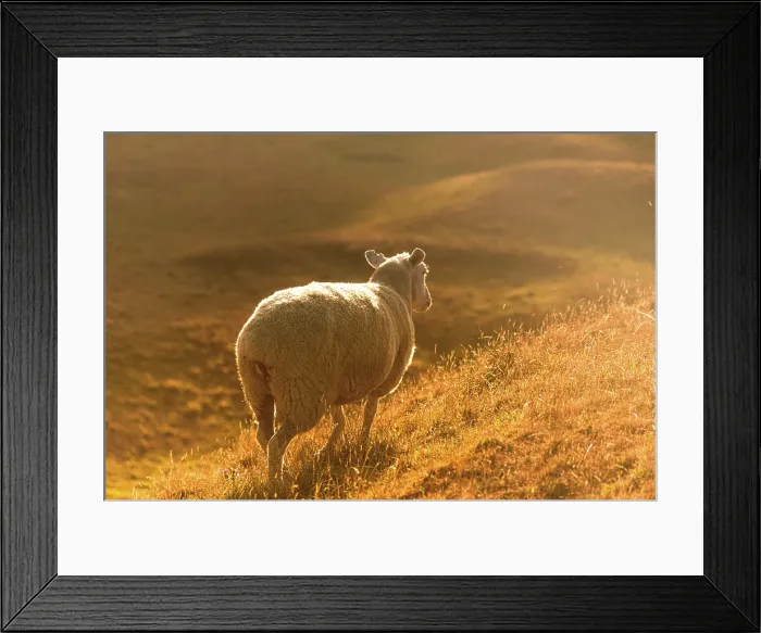 Framed Print : Backlit Sheep on Grassy Slope Glowing in Golden Hour Light, New Zealand Framed Print : Backlit Sheep on Grassy Slope Glowing in Golden Hour Light, New Zealand