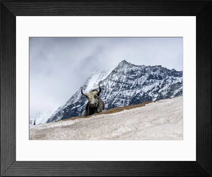 Framed Print : Majestic yak standing proudly on snow-covered ridge beneath towering peaks in Langtang Valley near Kyanjin Gompa, Nepal Himalayas. Wall of Lantang Lirung behind Framed Print : Majestic yak standing proudly on snow-covered ridge beneath towering peaks in Langtang Valley near Kyanjin Gompa, Nepal Himalayas. Wall of Lantang Lirung behind
