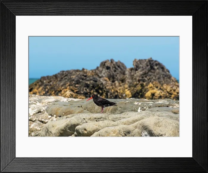 Framed Print : Variable Oystercatcher Standing on Weathered Coastal Rock with Dark Volcanic Outcrops at Ward Beach, Marlborough, New Zealand Framed Print : Variable Oystercatcher Standing on Weathered Coastal Rock with Dark Volcanic Outcrops at Ward Beach, Marlborough, New Zealand