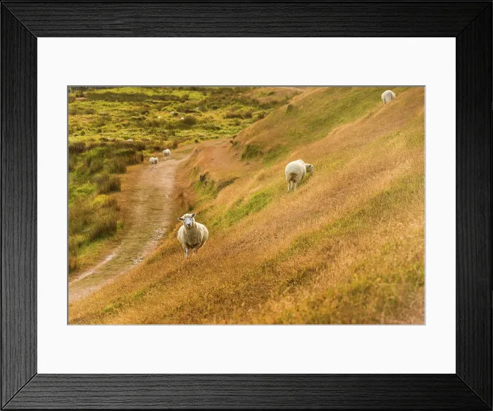 Framed Print : Sheep Following Worn Trail Along Curved Hillside in Pastoral, New Zealand Framed Print : Sheep Following Worn Trail Along Curved Hillside in Pastoral, New Zealand