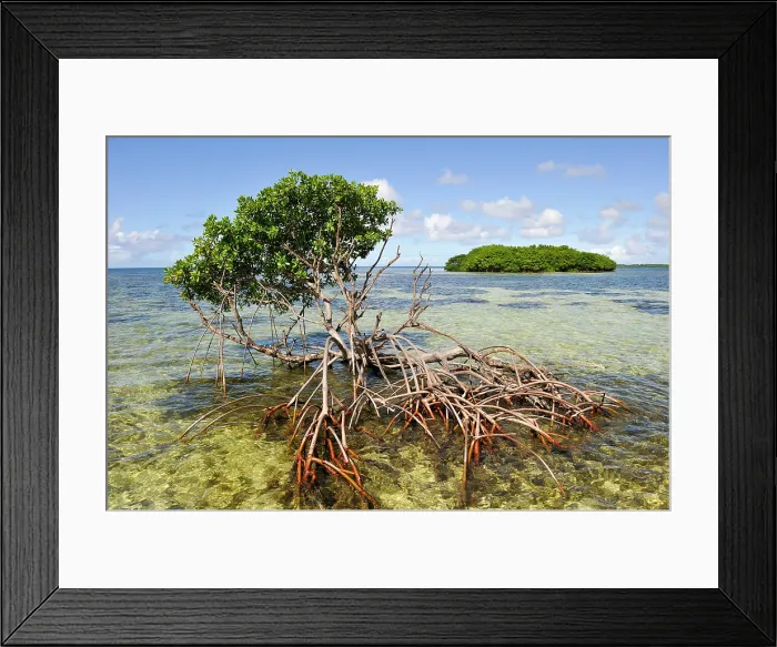 Framed Print : Mangrove, Grand Cul-de-sac Marin, Vieux-Bourg, Morne-a-l'eau, Grande-Terre, Guadeloupe Framed Print : Mangrove, Grand Cul-de-sac Marin, Vieux-Bourg, Morne-a-l'eau, Grande-Terre, Guadeloupe