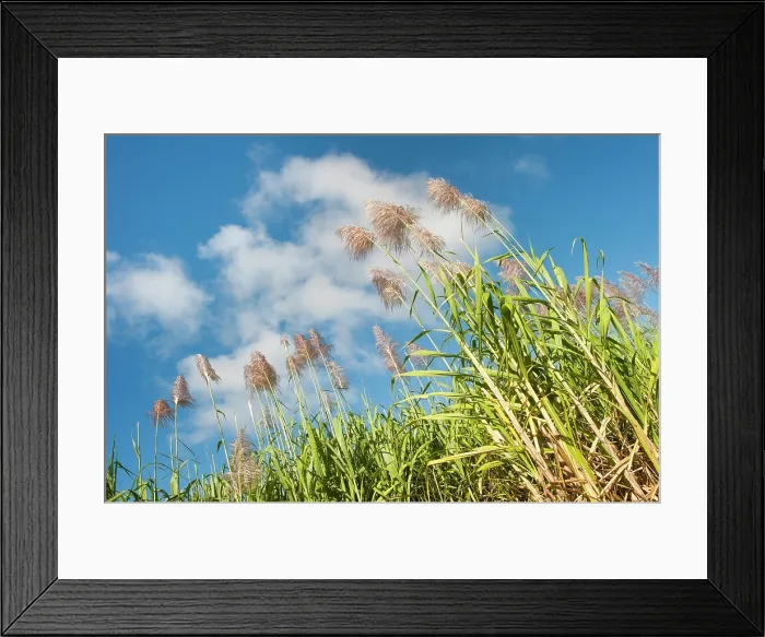 Framed Print : Flowering sugarcane near Saint-Francois, Grande-Terre, Guadeloupe Framed Print : Flowering sugarcane near Saint-Francois, Grande-Terre, Guadeloupe