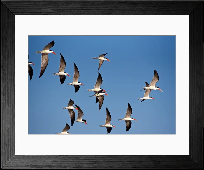 Framed Print : African skimmer (Rynchops flavirostris) in flight, River Chobe, Botswana, Africa Framed Print : African skimmer (Rynchops flavirostris) in flight, River Chobe, Botswana, Africa