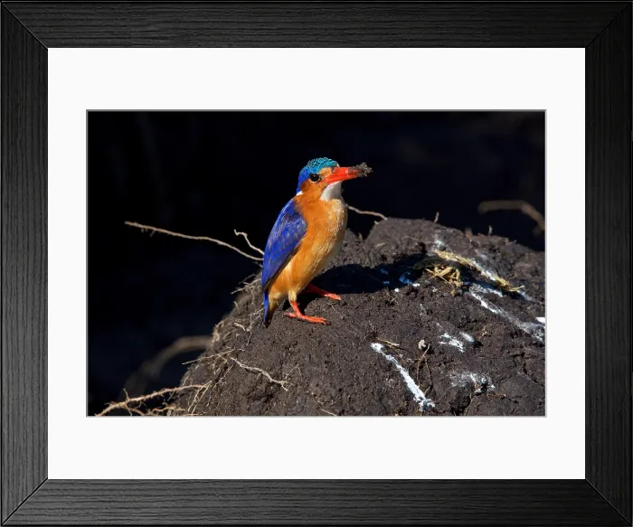 Framed Print : Malachite kingfisher, (Corythornis cristatus), after digging in mud, Chobe National Park, Botswana Framed Print : Malachite kingfisher, (Corythornis cristatus), after digging in mud, Chobe National Park, Botswana