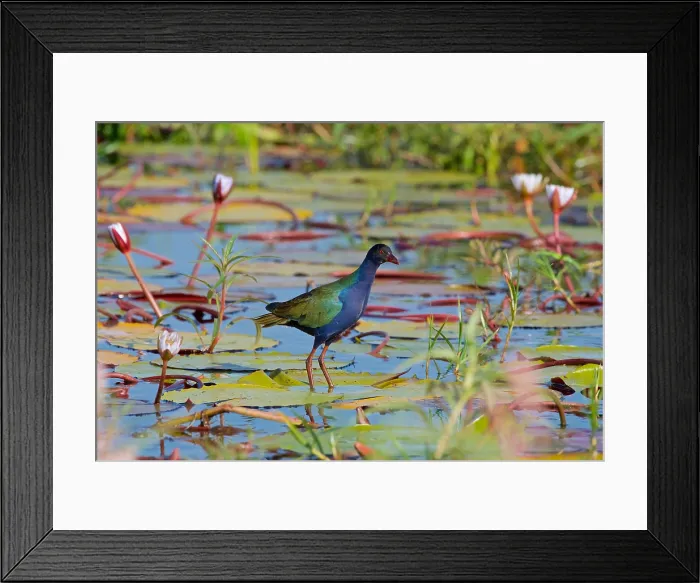 Framed Print : Allens (Lesser) Gallinule, (Porphyrio alleni), Chobe National Park, Botswana Framed Print : Allens (Lesser) Gallinule, (Porphyrio alleni), Chobe National Park, Botswana