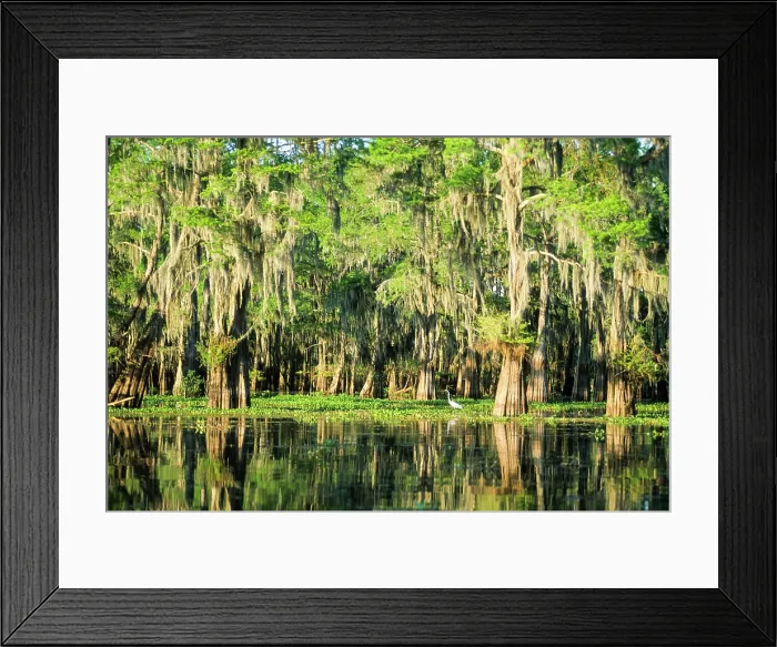 Framed Print : Taxodium distichum (baldcypress) in swamp of Atchafalaya Basin near Henderson, Louisiana, USA Framed Print : Taxodium distichum (baldcypress) in swamp of Atchafalaya Basin near Henderson, Louisiana, USA
