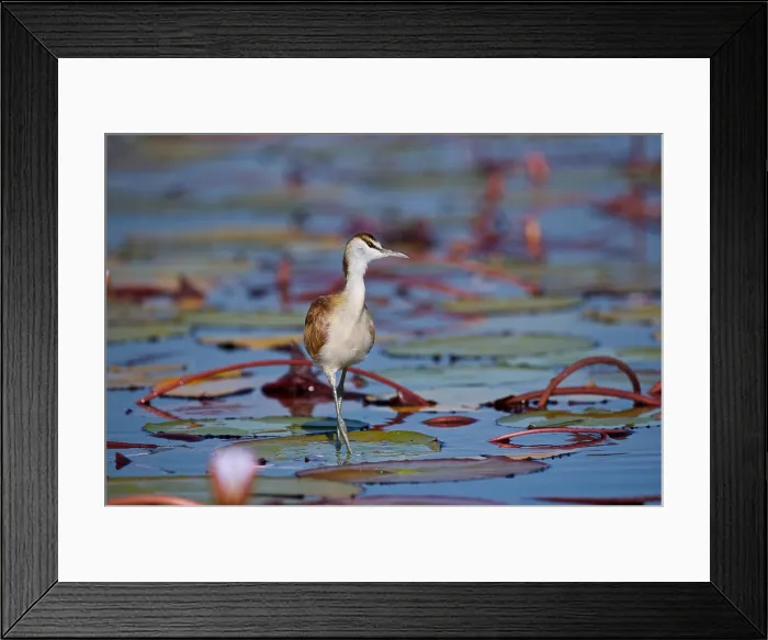 Framed Print : Juvenile African Jacana, (Actophilornis africana), stalking prey in water lilies, Chobe National Park, Botsuana, Africa