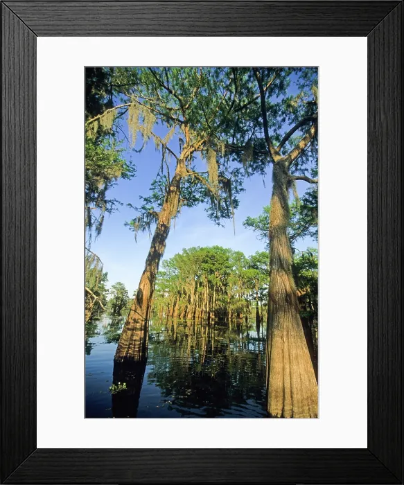 Framed Print : Taxodium distichum (baldcypress) in swamp of Atchafalaya Basin near Henderson, Louisiana, USA Framed Print : Taxodium distichum (baldcypress) in swamp of Atchafalaya Basin near Henderson, Louisiana, USA