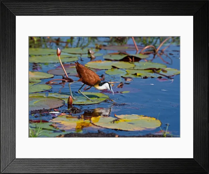 Framed Print : African Jacana, (Actophilornis africana), stalking prey, in water lilies, Chobe National Park, Botsuana, Africa Framed Print : African Jacana, (Actophilornis africana), stalking prey, in water lilies, Chobe National Park, Botsuana, Africa