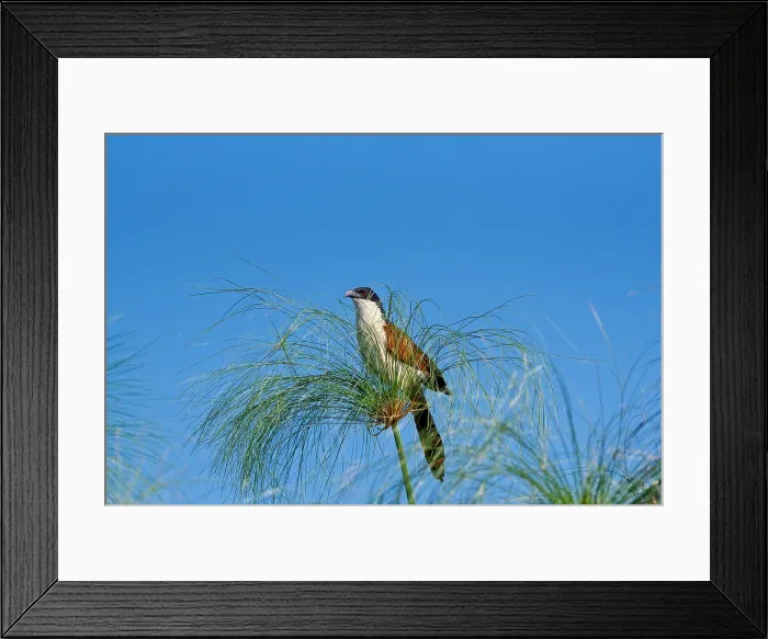 Framed Print : Burchells coucal, (Centropus burchellii), Chobe National Park, Botswana Framed Print : Burchells coucal, (Centropus burchellii), Chobe National Park, Botswana