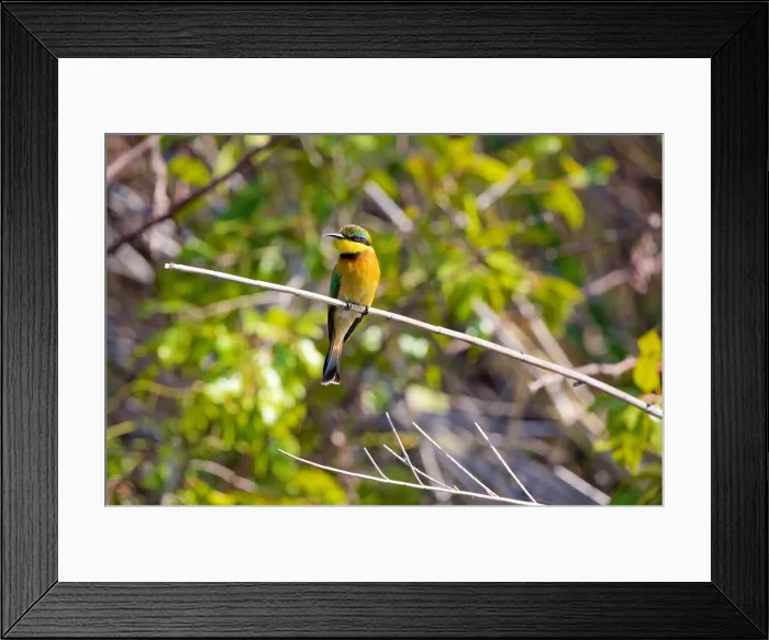 Framed Print : Little Bee-eater, (Merops pusillus), perched on reed, Chobe National Park, Botswana Framed Print : Little Bee-eater, (Merops pusillus), perched on reed, Chobe National Park, Botswana