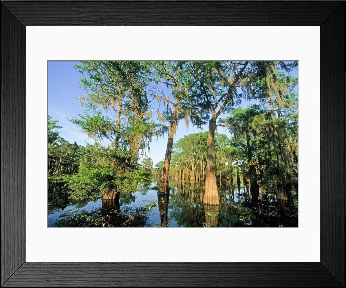 Framed Print : Taxodium distichum (baldcypress) in swamp of Atchafalaya Basin near Henderson, Louisiana, USA