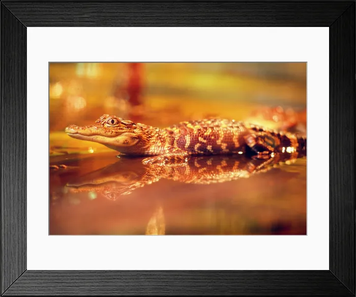 Framed Print : Juvenile alligator in a bayou of Louisiana, USA Framed Print : Juvenile alligator in a bayou of Louisiana, USA