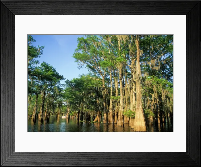 Framed Print : Taxodium distichum (baldcypress) in swamp of Atchafalaya Basin near Henderson, Louisiana, USA Framed Print : Taxodium distichum (baldcypress) in swamp of Atchafalaya Basin near Henderson, Louisiana, USA