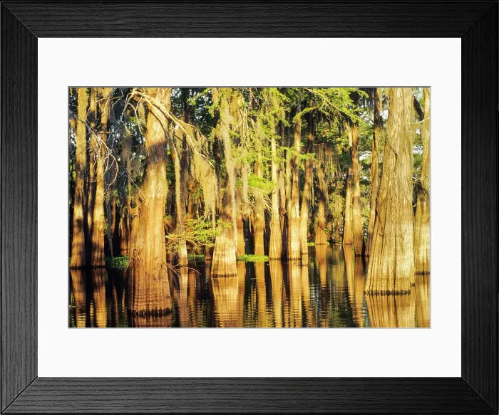 Framed Print : Taxodium distichum (baldcypress) in swamp of Atchafalaya Basin near Henderson, Louisiana, USA Framed Print : Taxodium distichum (baldcypress) in swamp of Atchafalaya Basin near Henderson, Louisiana, USA