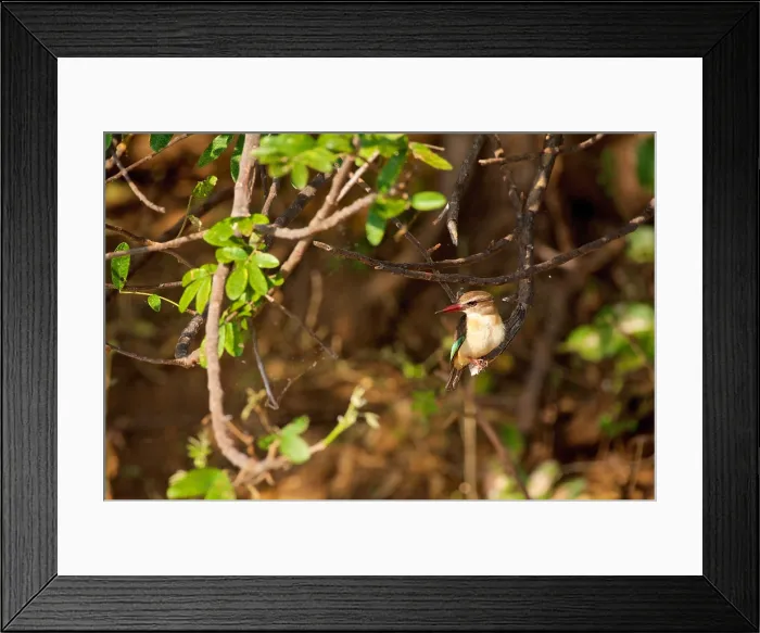 Framed Print : Brown-backed Kingfisher, (Halcyon albiventris), perched and looking left, Chobe River National Park, Botswana Framed Print : Brown-backed Kingfisher, (Halcyon albiventris), perched and looking left, Chobe River National Park, Botswana