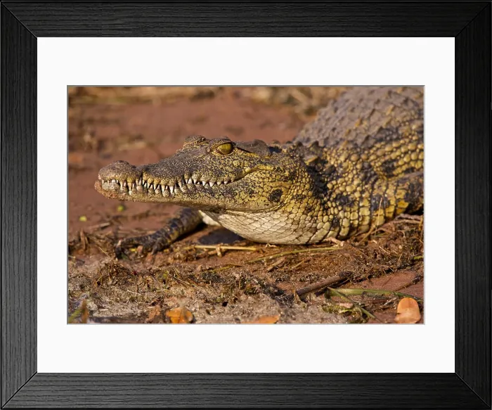 Framed Print : Large Nile Crocodile (Crocodylus niloticus), Chobe National Park, Botswana Framed Print : Large Nile Crocodile (Crocodylus niloticus), Chobe National Park, Botswana