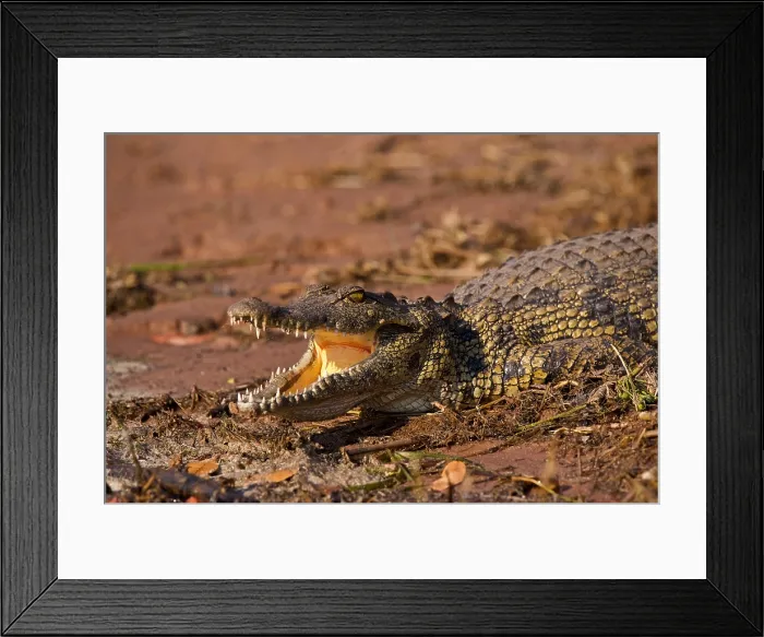 Framed Print : Large Nile Crocodile (Crocodylus niloticus), Chobe National Park, Botswana Framed Print : Large Nile Crocodile (Crocodylus niloticus), Chobe National Park, Botswana