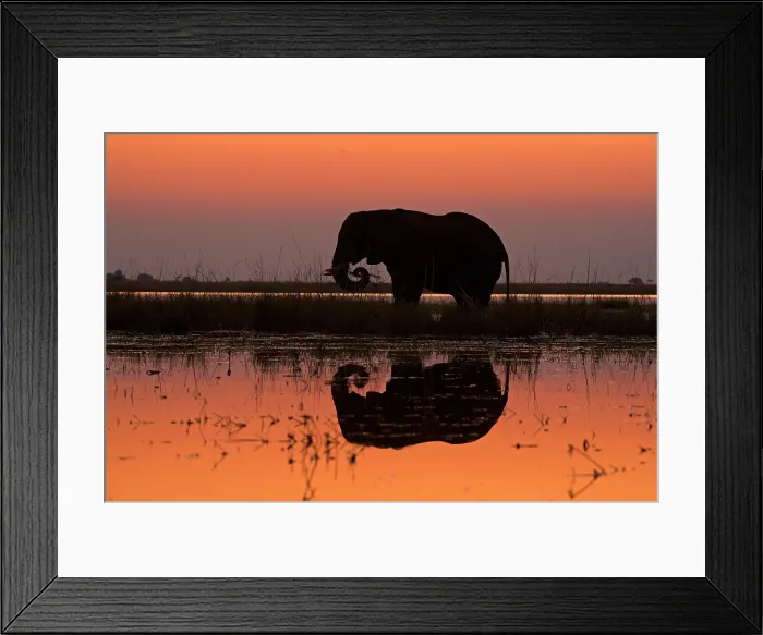 Framed Print : African Elephant, (Loxodonta Africana), feeding in river, Chobe National Park, Botswana Framed Print : African Elephant, (Loxodonta Africana), feeding in river, Chobe National Park, Botswana
