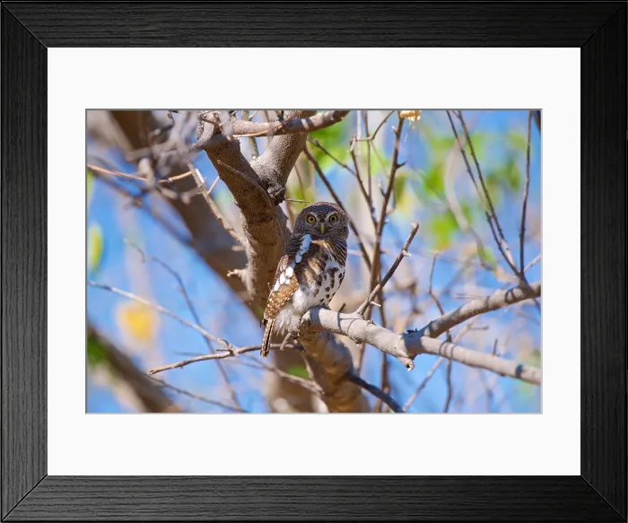 Framed Print : Pearl spotted owlet, perched in a tree, Glaucidium perlatum, Chobe National Park, Botswana