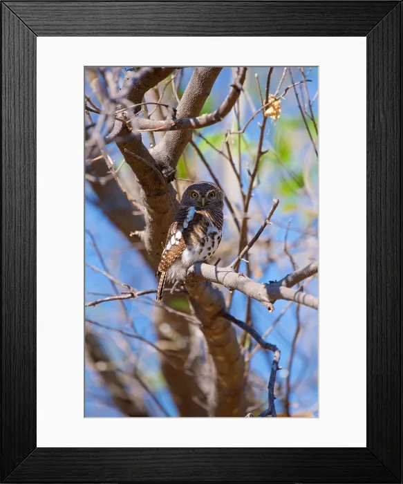 Framed Print : Pearl spotted owlet, perched in a tree, Glaucidium perlatum, Chobe National Park, Botswana Framed Print : Pearl spotted owlet, perched in a tree, Glaucidium perlatum, Chobe National Park, Botswana