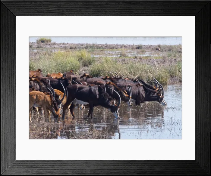Framed Print : Herd of sable antelopes (Hippotragus niger), Chobe national park, Botswana Framed Print : Herd of sable antelopes (Hippotragus niger), Chobe national park, Botswana