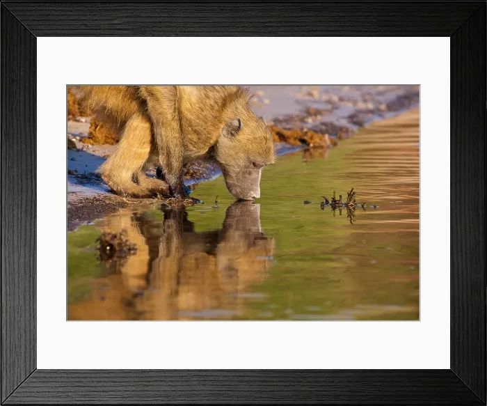 Framed Print : Chacma Baboon (Papio ursinus), Chobe National Park, Botswana Framed Print : Chacma Baboon (Papio ursinus), Chobe National Park, Botswana