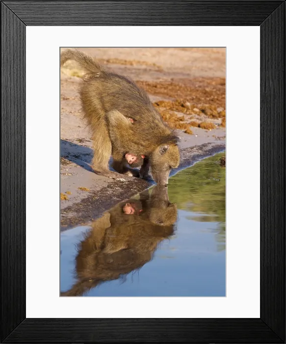 Framed Print : Chacma Baboon (Papio ursinus), mother with baby, Chobe National Park, Botswana Framed Print : Chacma Baboon (Papio ursinus), mother with baby, Chobe National Park, Botswana