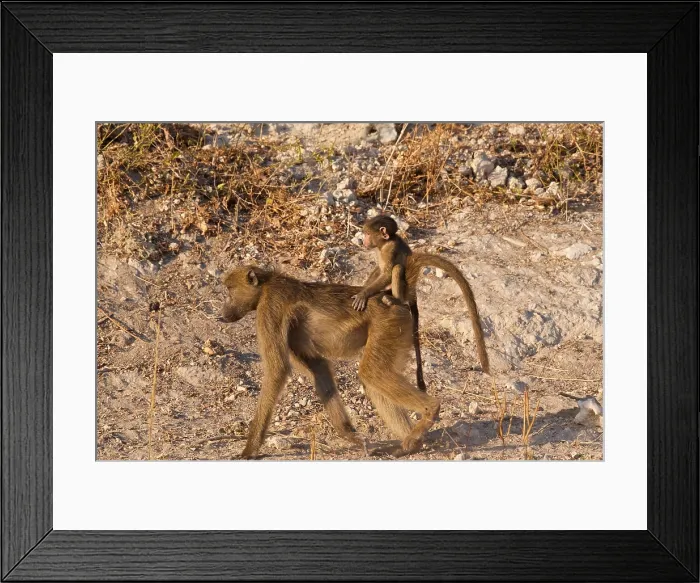 Framed Print : Chacma baboon (Papio ursinus), mother with baby on her back, Chobe National Park, Botswana Framed Print : Chacma baboon (Papio ursinus), mother with baby on her back, Chobe National Park, Botswana