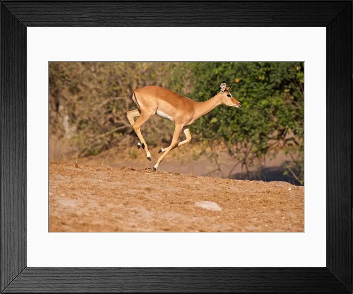 Framed Print : Young Impala (Aepyceros melampus) running, Chobe River, Botswana, Africa Framed Print : Young Impala (Aepyceros melampus) running, Chobe River, Botswana, Africa