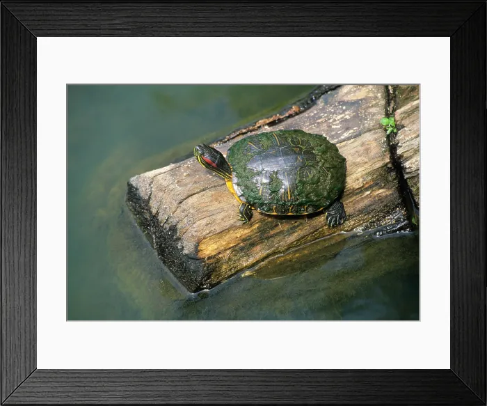 Framed Print : Red-eared slider turtle, Louisiana, USA Framed Print : Red-eared slider turtle, Louisiana, USA