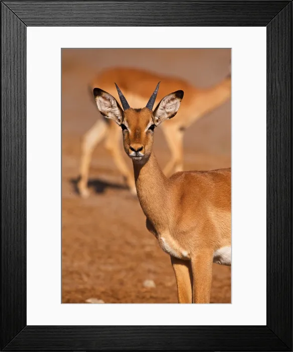 Framed Print : Portrait of young male Impala (Aepyceros melampus), Chobe River, Botswana, Africa