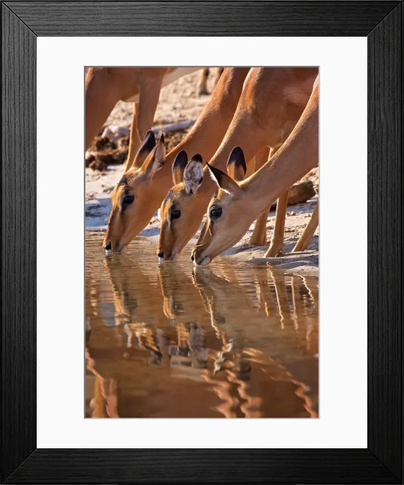 Framed Print : Impala antelopes (Aepyceros melampus), Chobe River, Botswana, Africa Framed Print : Impala antelopes (Aepyceros melampus), Chobe River, Botswana, Africa