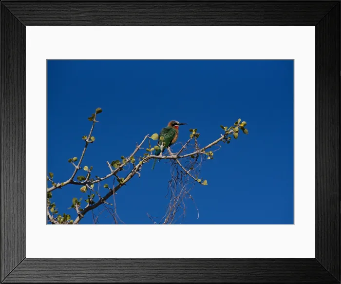 Framed Print : White-fronted Bee Eater, (Merops bullockoides), perching on a branch, blue sky as background, Chobe River, Botswana Framed Print : White-fronted Bee Eater, (Merops bullockoides), perching on a branch, blue sky as background, Chobe River, Botswana