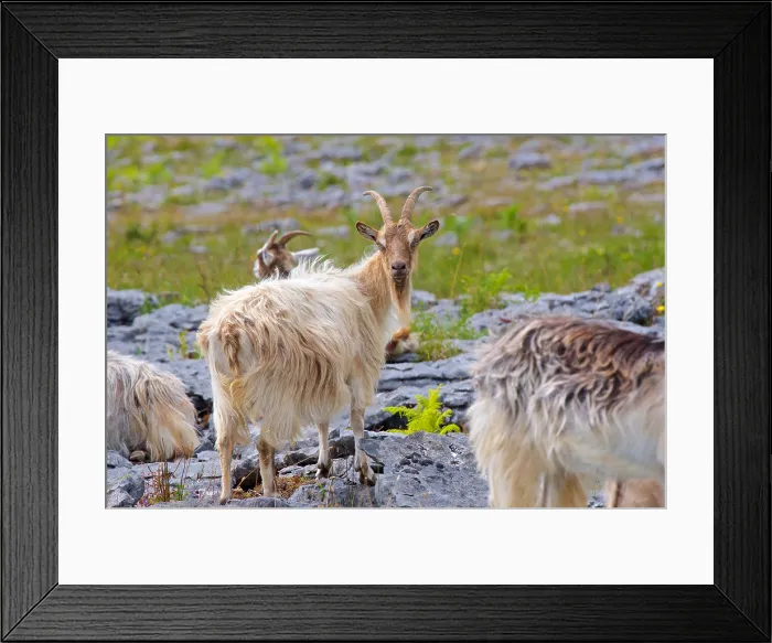 Framed Print : Feral goats, (Capra aegagrus), Burren National Park, County Clare, Ireland Framed Print : Feral goats, (Capra aegagrus), Burren National Park, County Clare, Ireland