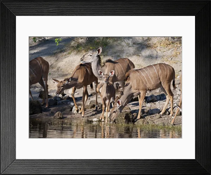 Framed Print : Kudu, (Tragelaphus strepsiceros), drinking, Chobe national park, Botswana Framed Print : Kudu, (Tragelaphus strepsiceros), drinking, Chobe national park, Botswana