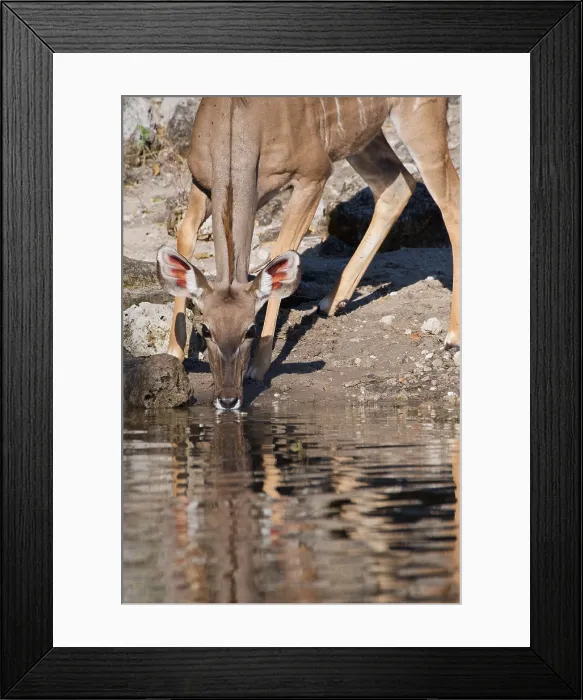 Framed Print : Kudu, (Tragelaphus strepsiceros), drinking, Chobe national park, Botswana Framed Print : Kudu, (Tragelaphus strepsiceros), drinking, Chobe national park, Botswana