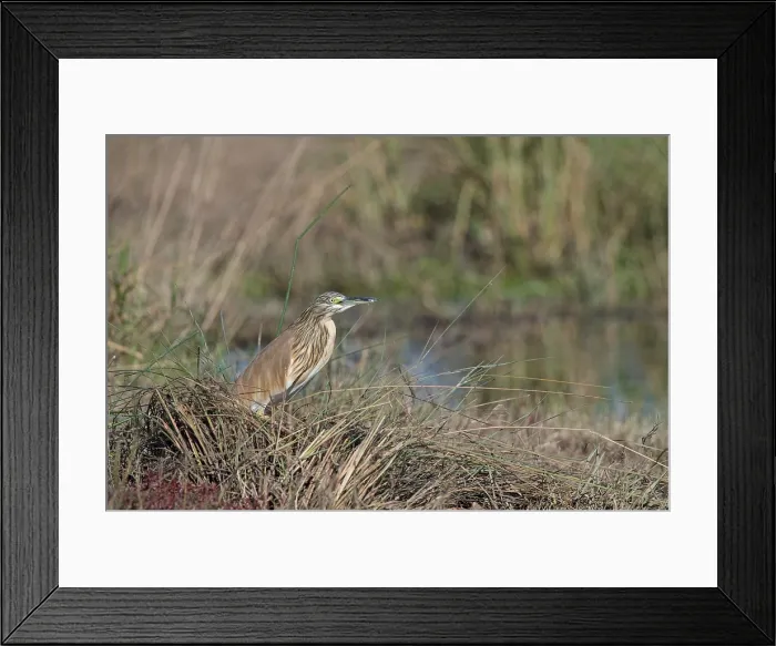 Framed Print : Squacco heron, (Ardeola ralloides), Chobe National Park, Chobe River, Botswana Framed Print : Squacco heron, (Ardeola ralloides), Chobe National Park, Chobe River, Botswana