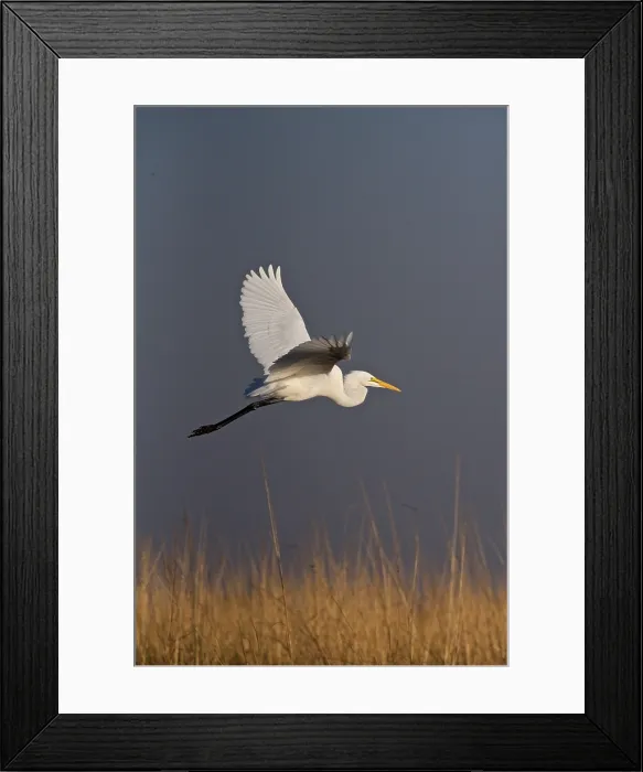 Framed Print : Great white egret, (Ardea alba), in flight over tall grass, Chobe national park, Botswana Framed Print : Great white egret, (Ardea alba), in flight over tall grass, Chobe national park, Botswana