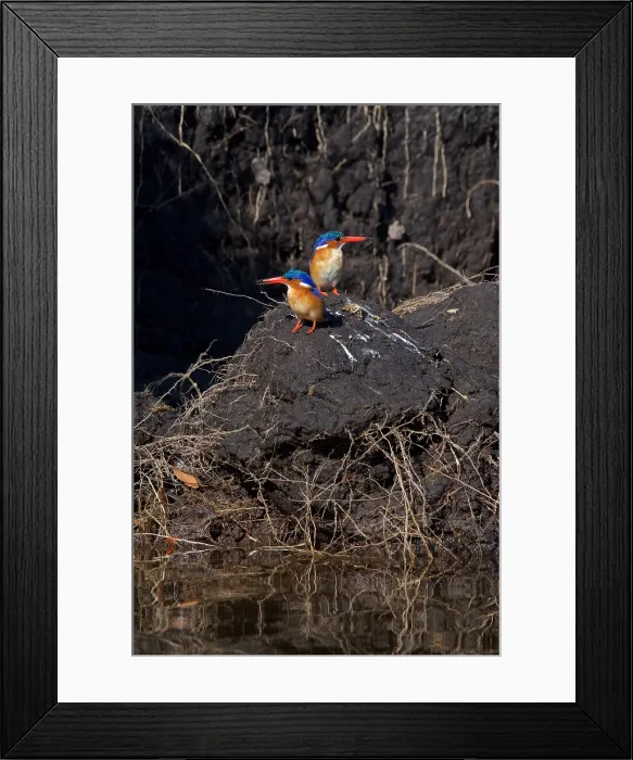 Framed Print : Malachite kingfisher pair, (Corythornis cristatus), after digging in mud, Chobe National Park, Botswana