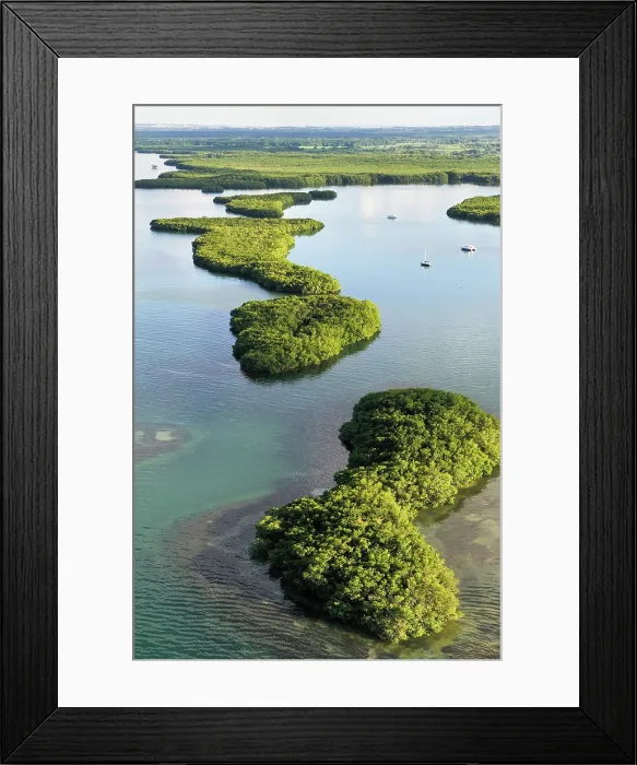 Framed Print : Aerial view of mangrove swamp, Grand Cul-de-sac Marin, Sainte-Rose, Basse-Terre, Guadeloupe Framed Print : Aerial view of mangrove swamp, Grand Cul-de-sac Marin, Sainte-Rose, Basse-Terre, Guadeloupe