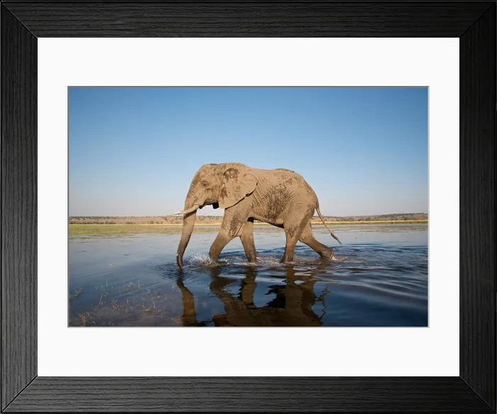 Framed Print : African Elephant, Loxodonta africana, mud covered, Chobe River, Botswans Framed Print : African Elephant, Loxodonta africana, mud covered, Chobe River, Botswans